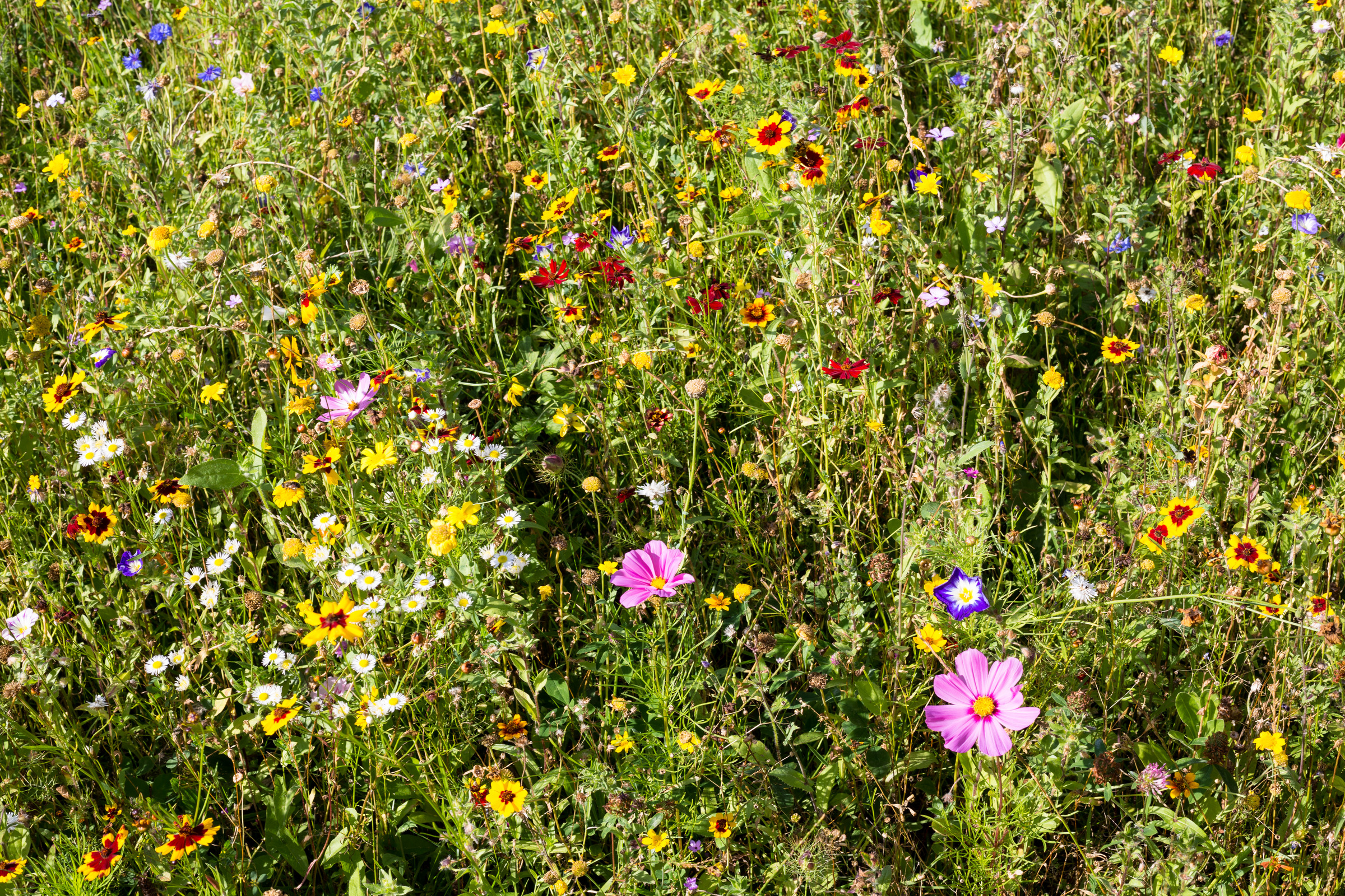 Blumenwiese in den Alpen